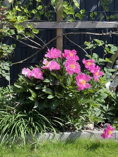 IMG_4951.jpeg