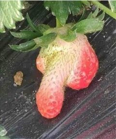 Zdjęcie WhatsApp 2024-05-16 o 13.22.05_3bf3dbda.jpg