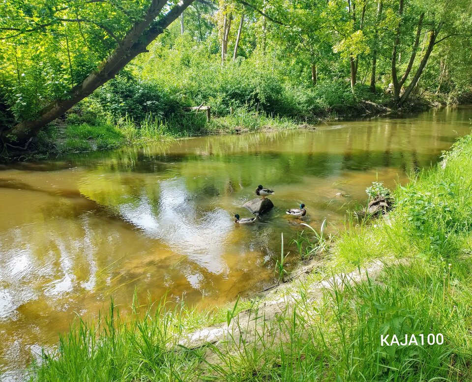 Polish_20240519_103218789.jpg - KAJA100