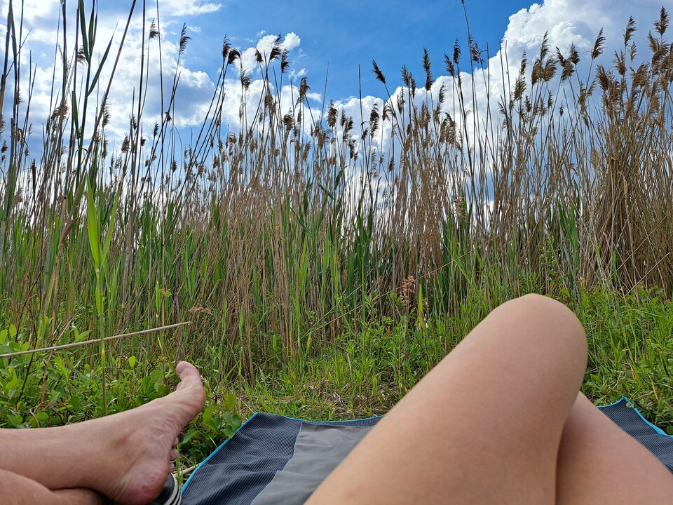 Lipne szuwary.jpg - Szaleni_dwa