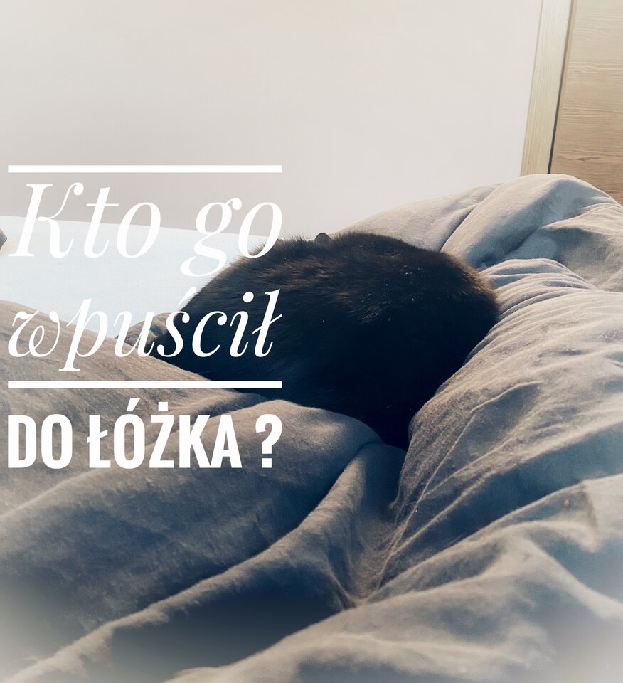 ☕️🌞 🐈 - serialowapara19782