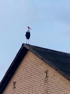 Ptak Jedynego....🥰