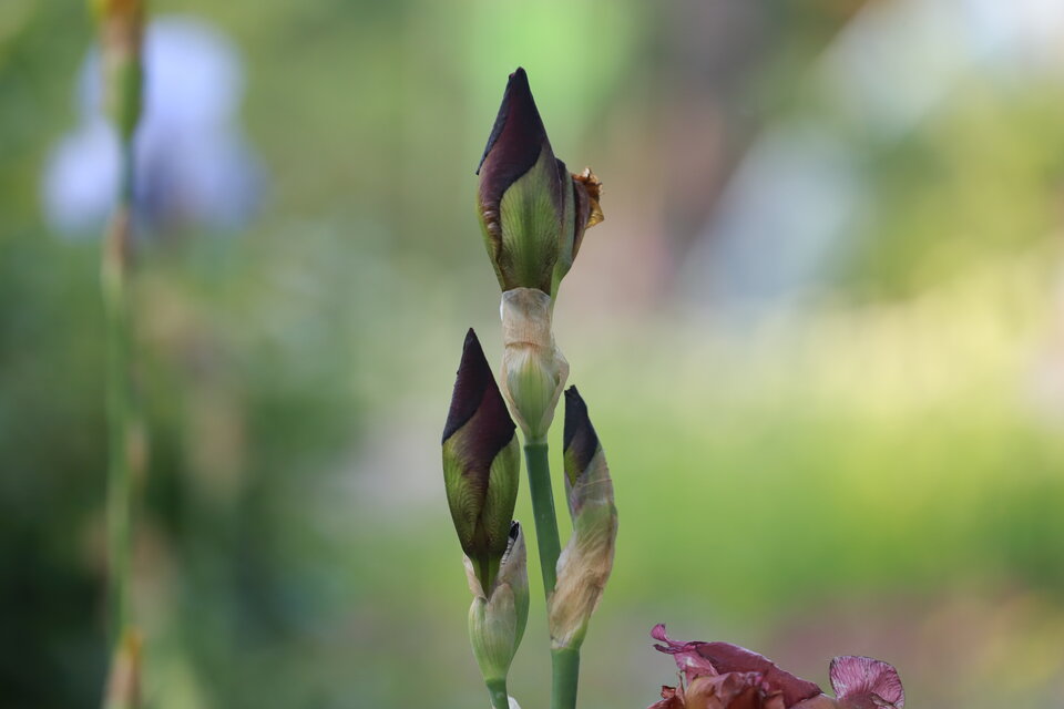 20240521191954_IMG_7152.JPG - Petko224