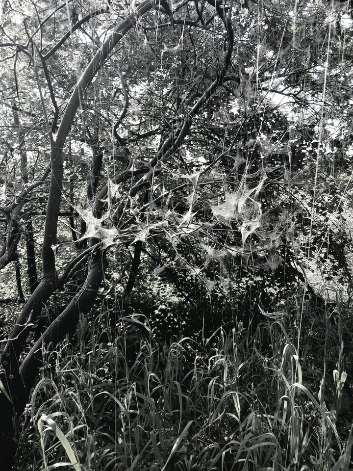 1000015094.jpg - InkaIna