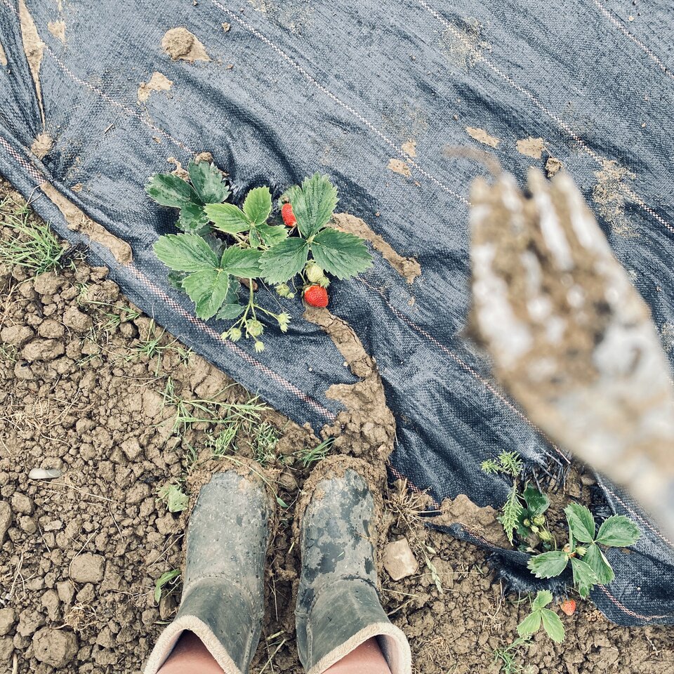 IMG_1851.jpeg - May_Day