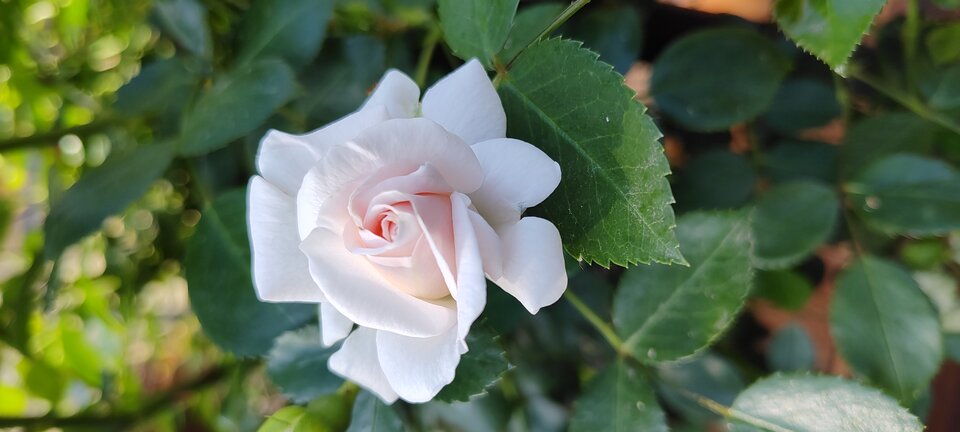 IMG_20240524_084209220.jpg - moorhun