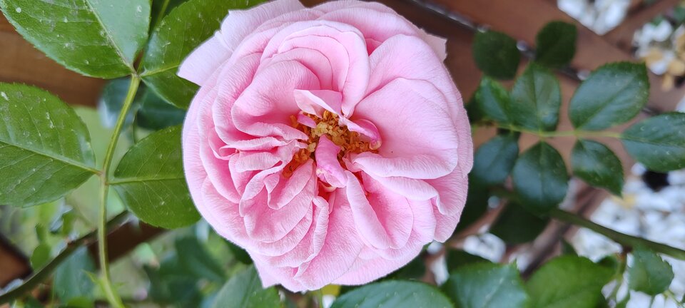 IMG_20240524_083525724.jpg - moorhun