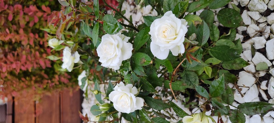 IMG_20240525_173446242.jpg - moorhun