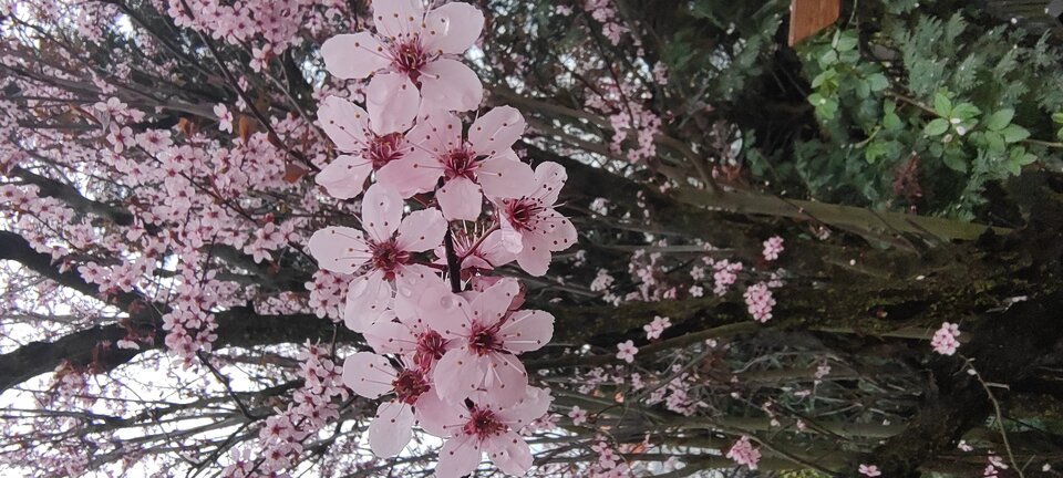 IMG_20240402_174521107.jpg - moorhun