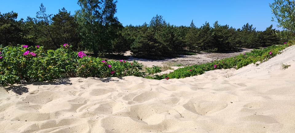 IMG_20240528_104501.jpg - emilioescobar