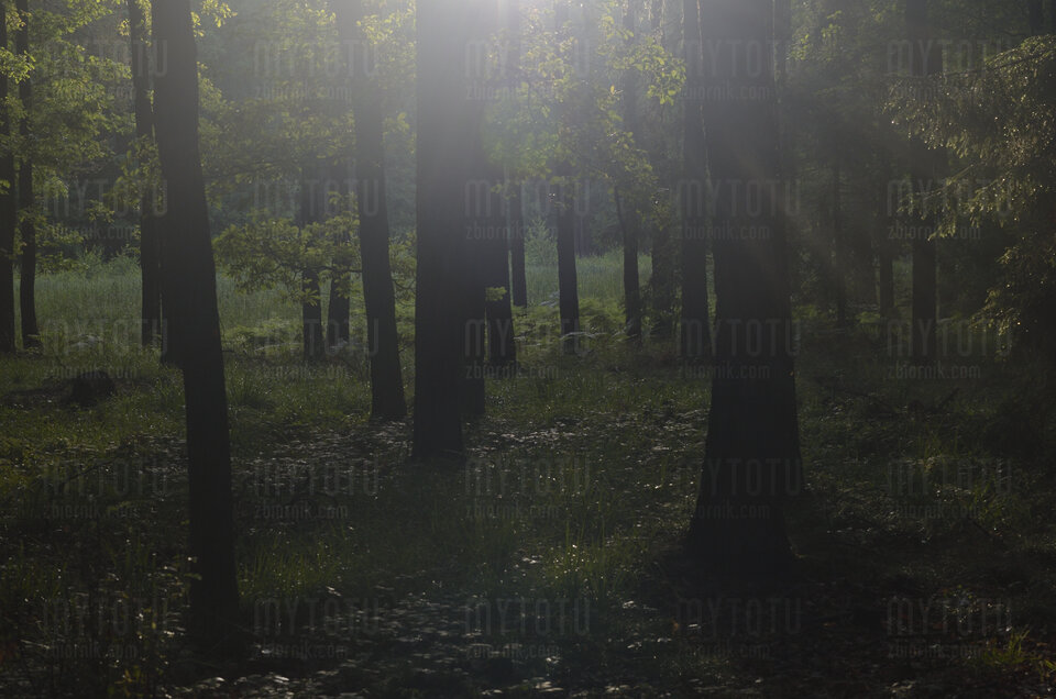 lesny spontn - mytotu