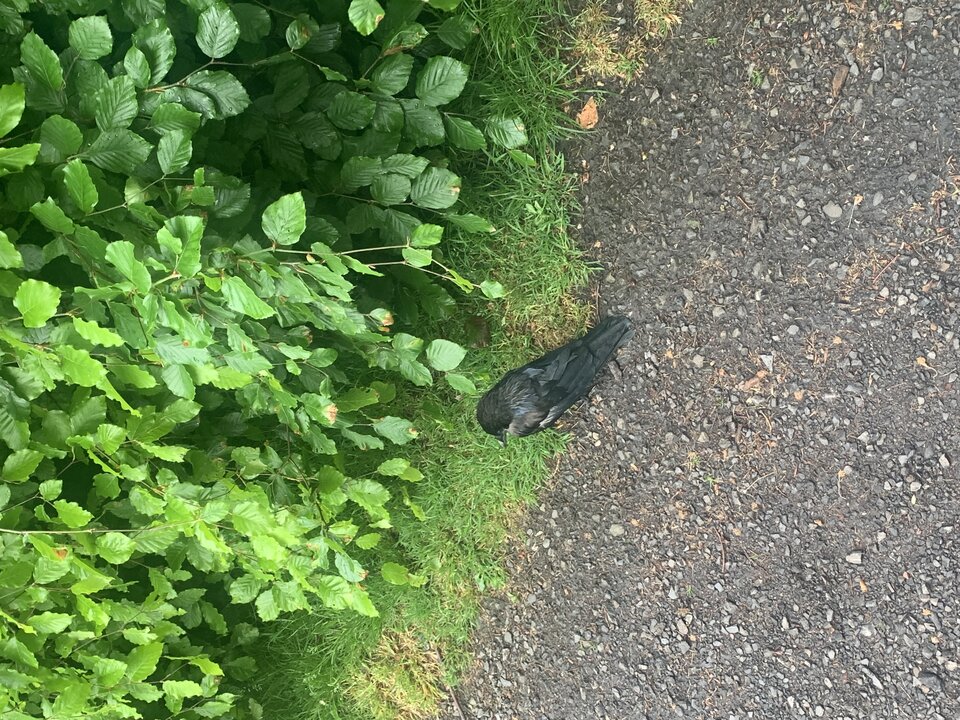 IMG_2008.jpeg - tom745