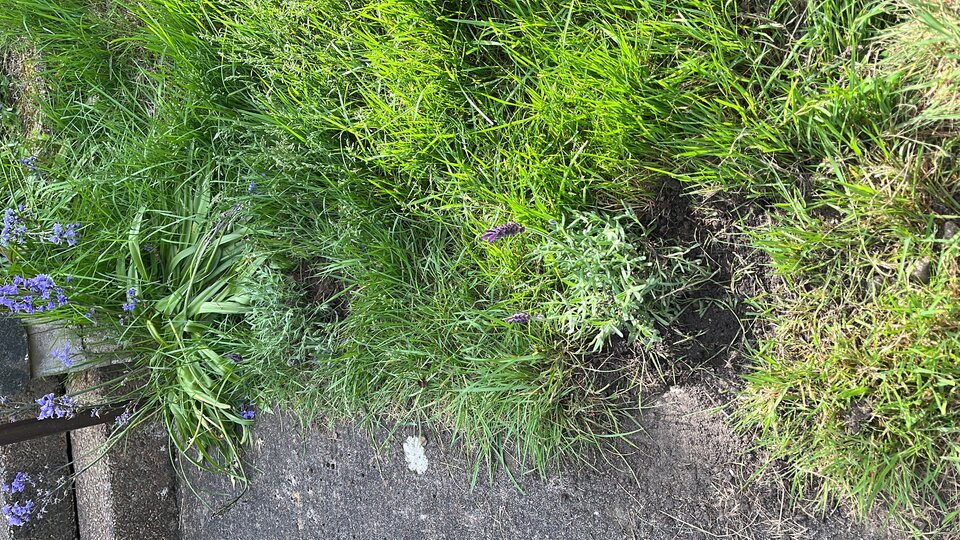 C45D3F8A-28A4-4241-9BCB-99CC63D30251.jpeg - tom745