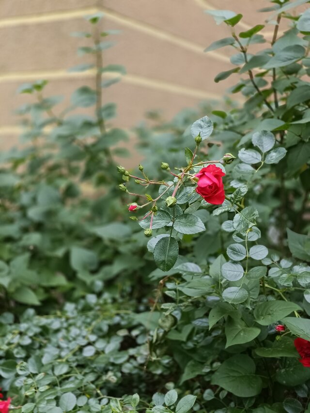 Rewolwerowiecbezrewolwera