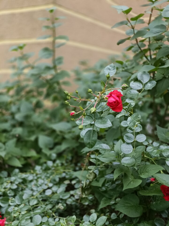 1000017237.jpg - Rewolwerowiecbezrewolwera