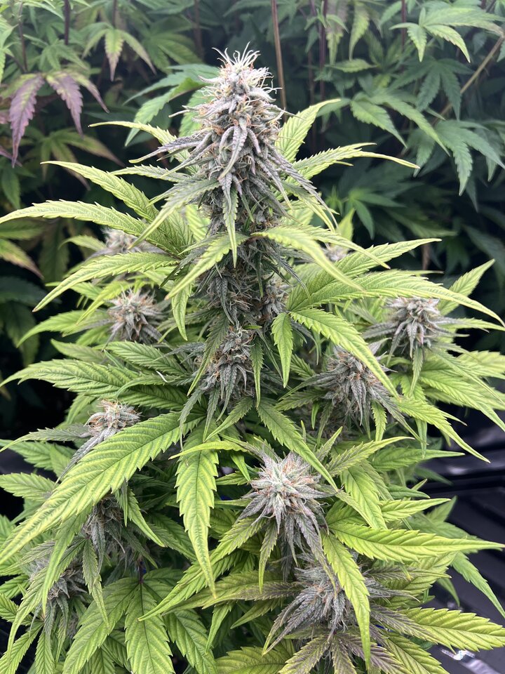 IMG_7589.jpeg - Tomekdomek1