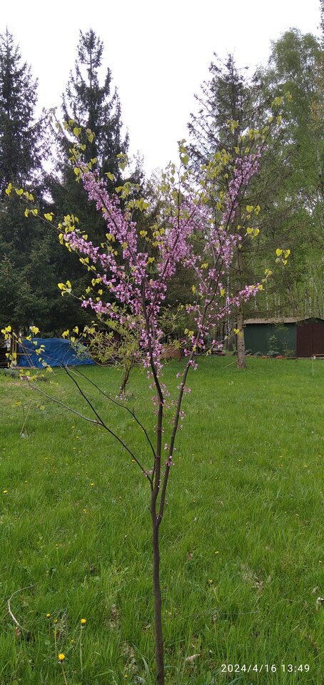 fe126bfa-18cc-489b-b2c6-c40295831b0c-1_all_13.jpg - Geralt197