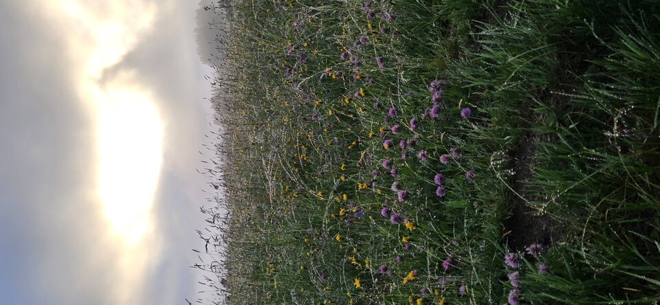 1000124700.jpg - Stef1970