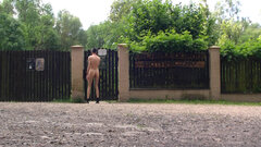 RADZIONKÓW - Ogród Botaniczny 1.avi_snxapshot_01.02.098.jpg