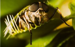 ...która muszka lubi przytulanie?