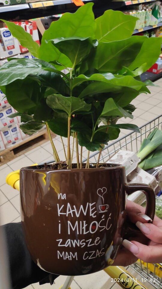 IMG_20240611_194313.jpg - Nicci