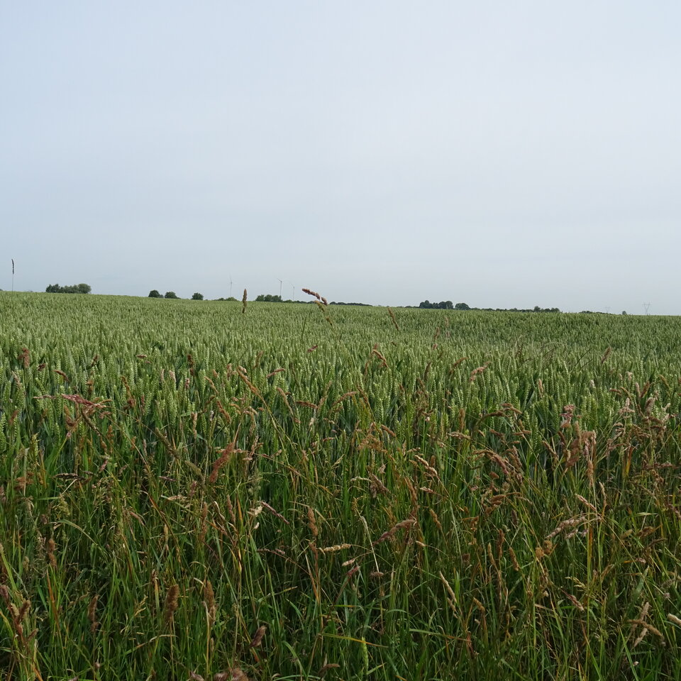 DSC02985.JPG - bojman8