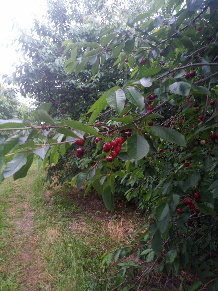 17184681876277709927153898874360.jpg - Maks101