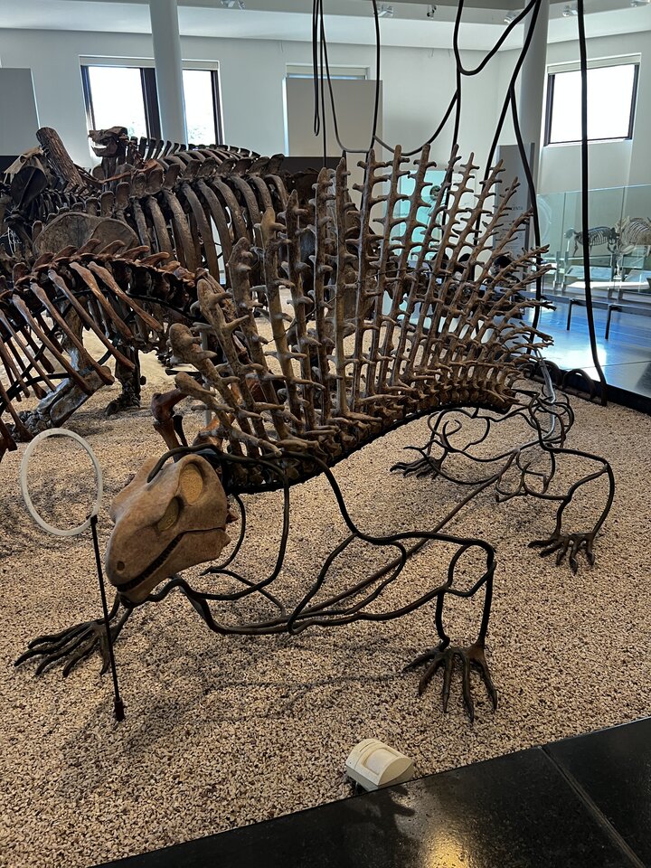 IMG_7292.jpeg - Capdowi