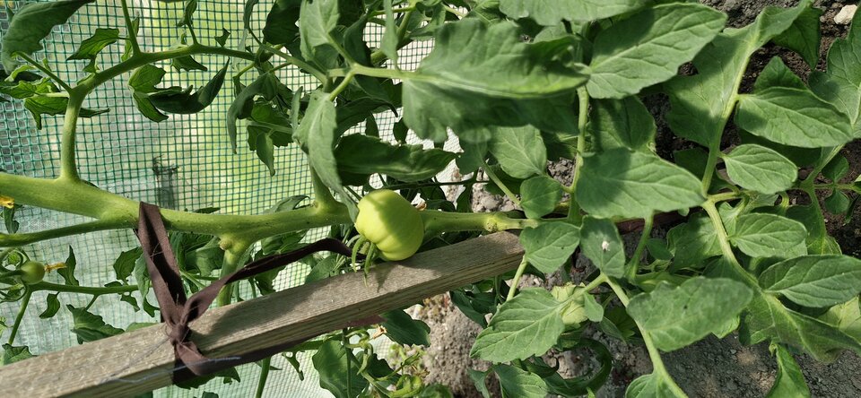 1000002094.jpg - gutek1234