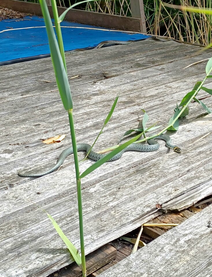 20240616_114835.jpg - Skorpion750