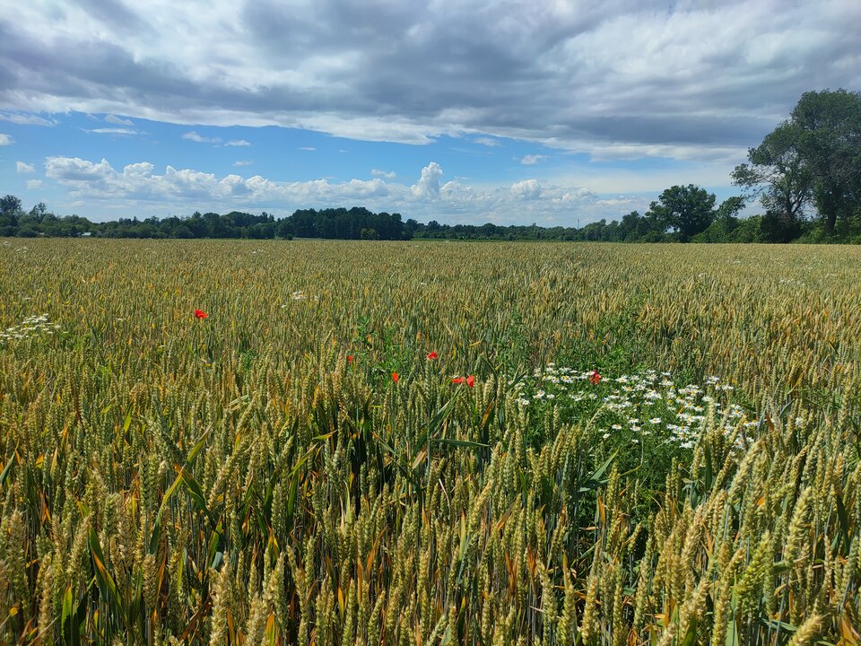 IMG20240617134217.jpg - merkury40