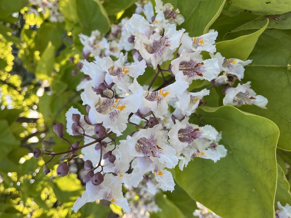 IMG_2350.jpeg - tom745