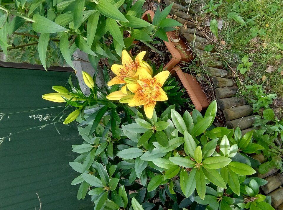 1000001254.jpg - Geralt197