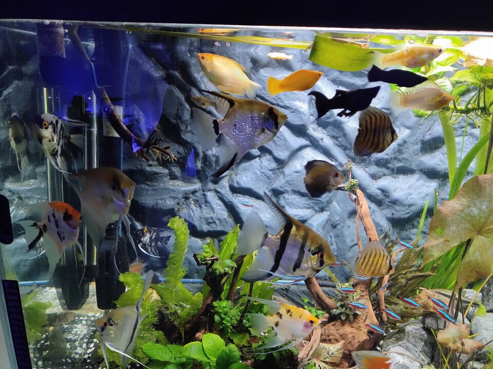 1000001178.jpg - Geralt197