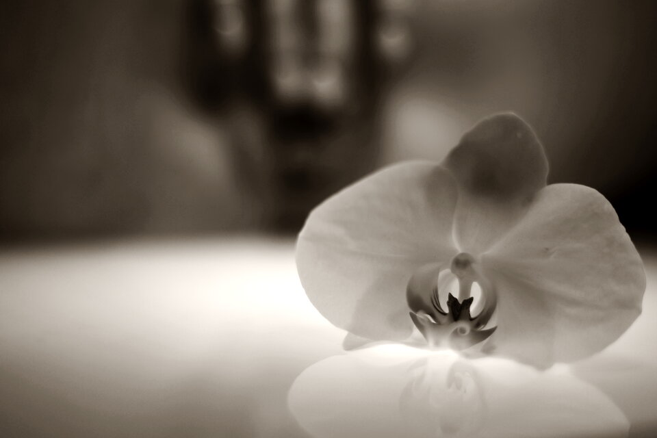 WNT Orchid M1555.JPG - why_not_tango