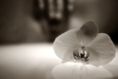 WNT Orchid M1555.JPG