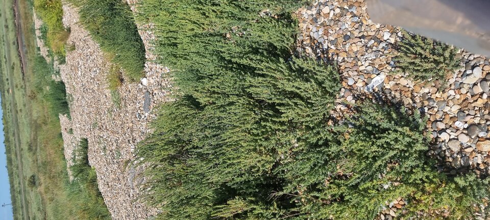 1000019787.jpg - LM7675