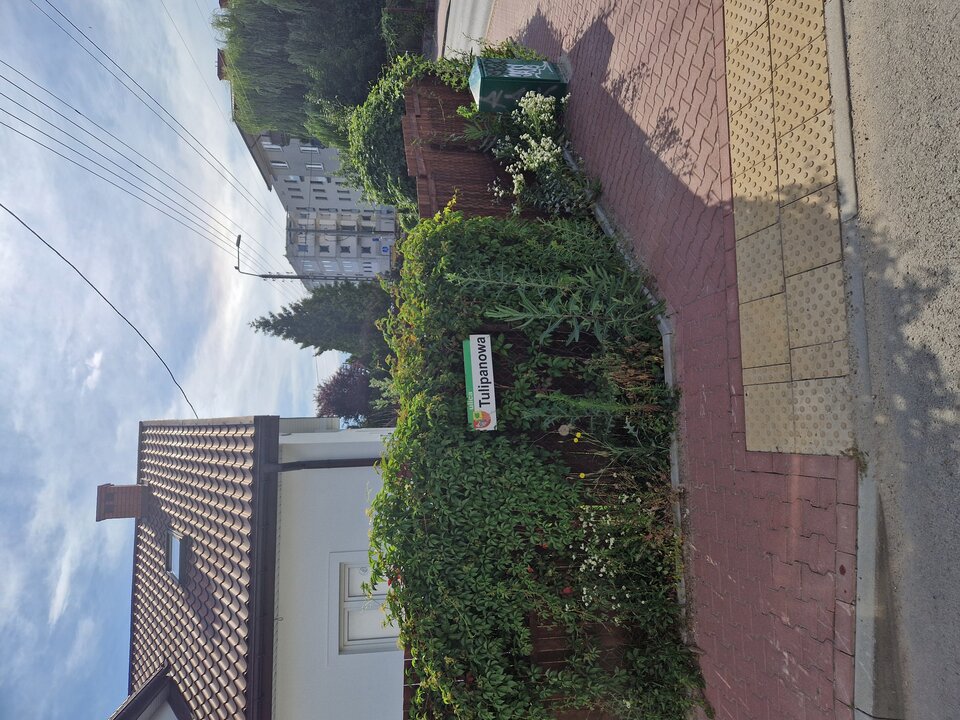 1000004542.jpg - _Tulipan_