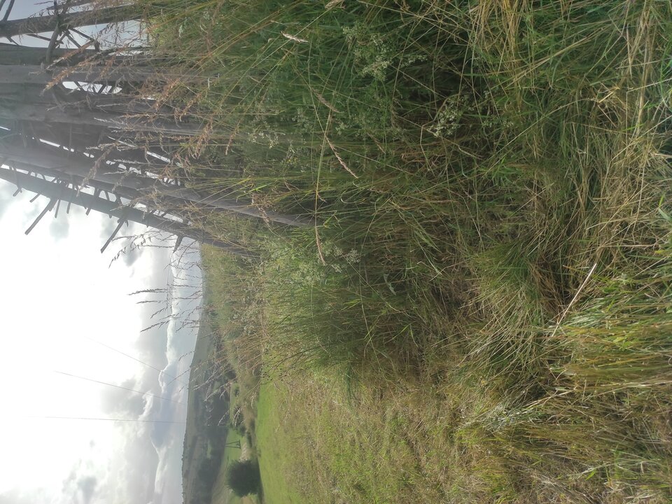 17190722505786359614560773024667.jpg - NicponieFest