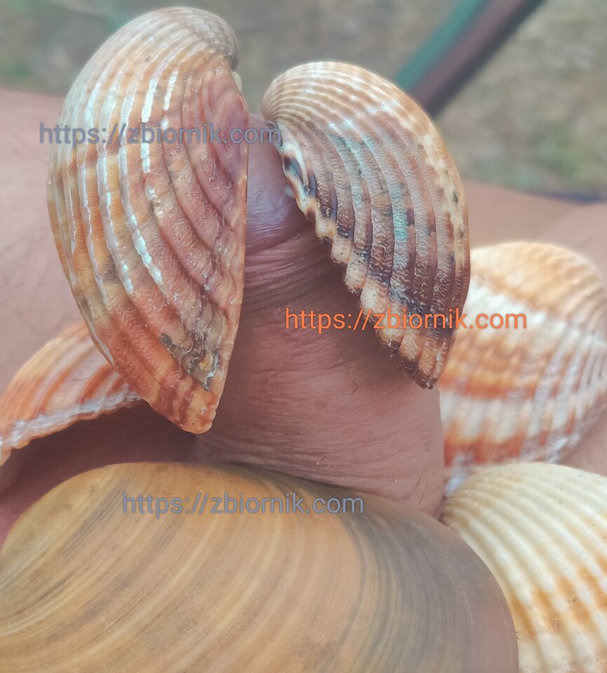 Muszelka i....jpg - duet_2020