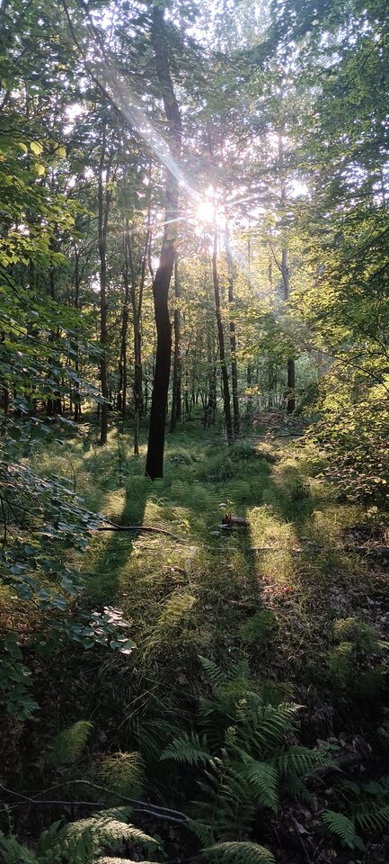 IMG_20240624_191629.jpg - Napaleni75