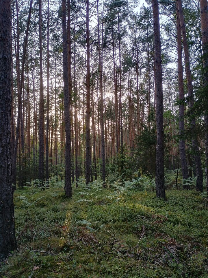 1000020705.jpg - IGKANI