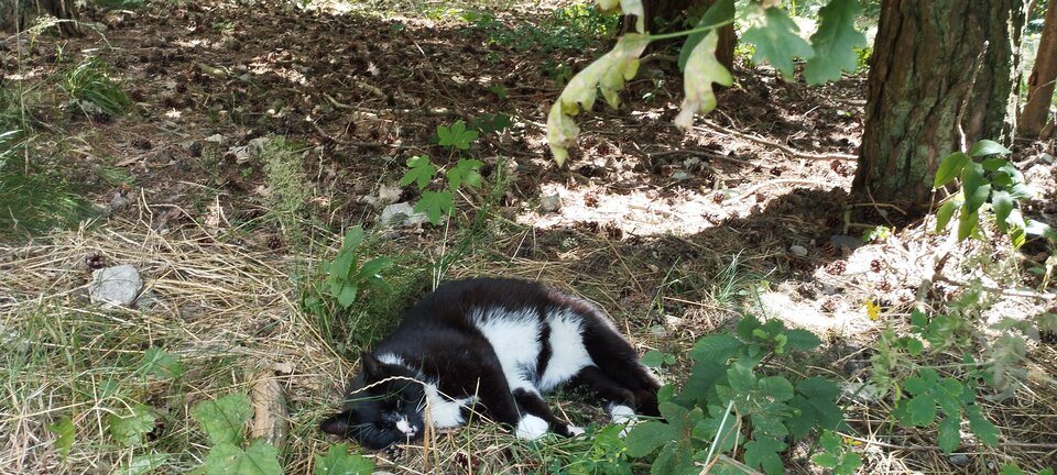 IMG_20240626_115754.jpg - torii99