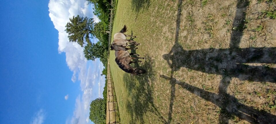 20240702_174752.jpg - Rickdangerous