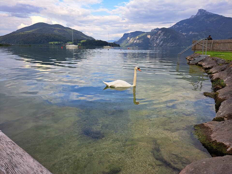 183707.jpg - lachatte11