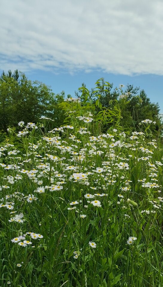 IMG_20240621_204017.jpg - torii99
