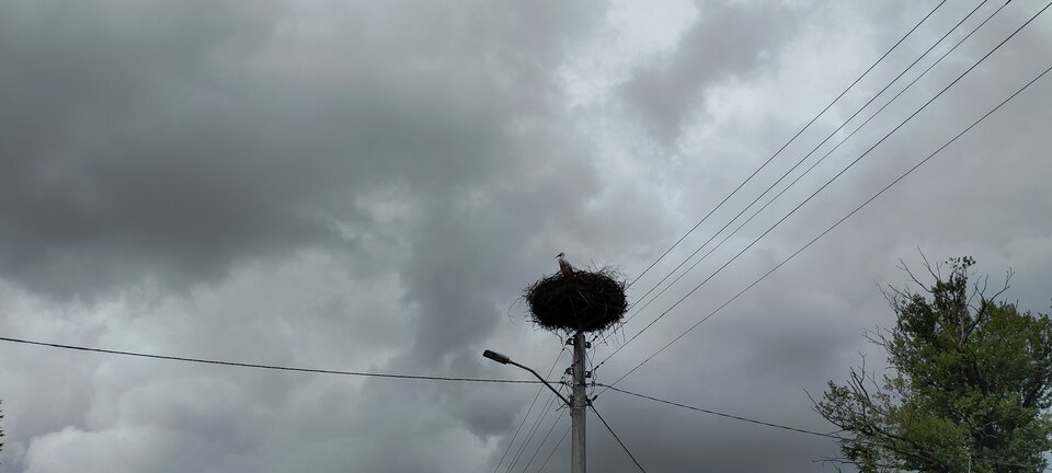 IMG_20240702_160515.jpg - torii99