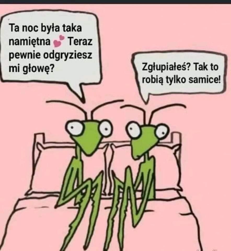 modliszka.jpg - EkstatycznieEuforyczni