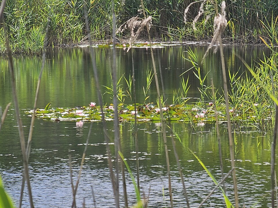 1000022505.jpg - faroamon6971