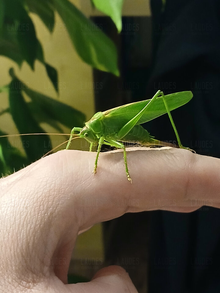 1000003441.jpg - laudes